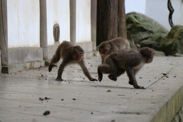 さるの群れ、高崎山自然動物園、大分県