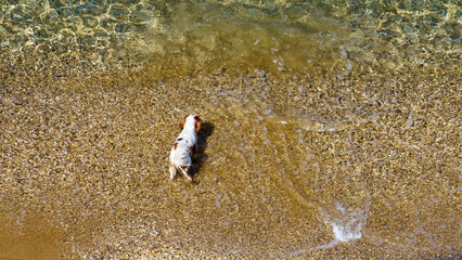 Top view of the little white dog on the beach