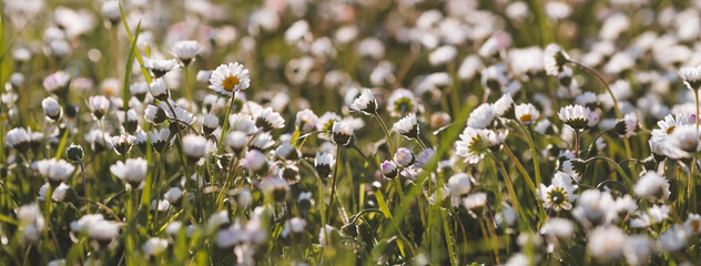 Banner. Sunset view of a lawn with wildflowers in early summer, showing the distant sun about to set, producing a warm light just before sunset. Spring background of nature.