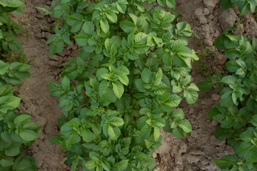 Young potato bushes in village