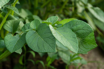 Young potato bushes in village