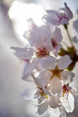 桜　春　暖かな時間