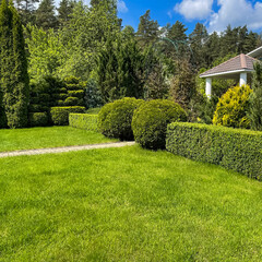 Landscaping of a garden with green lawn, decorative evergreen plants and shaped boxwood. Gardening concept.