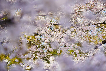 桜　春　暖かな時間