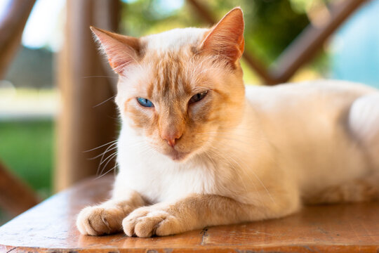 Cute cat posing in outdoor shooting. Short hair yellow ginger cat with 2 Different Colored Eyes. Green eye and blue eye. 