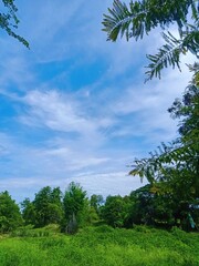 trees and sky