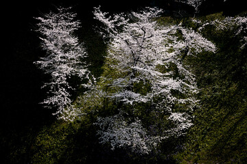 桜　凛とした風景　妖艶　美しさ　静寂　暖かさ　光　春　和風　オリエンタル　瞑想　精神　瞑想