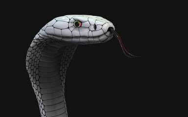 3d Illustration of Albino king cobra snake isolated on black background, White cobra snake with clipping path.