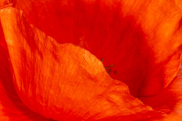 petals of red wild poppy flower