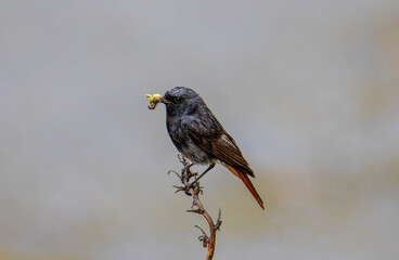 a close-up with a Phoenicurus ochruros bird on a branch with worms in its beak