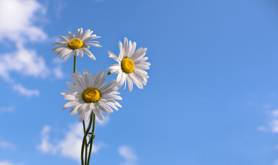 Daisies on a blue sky background.