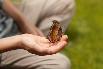 A butterfly sits in children's hands