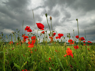 Bavarian Poppy field as a red blossom during Spring Time