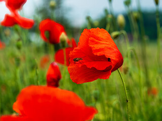 Bavarian Poppy field as a red blossom during Spring Time