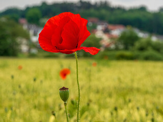 Bavarian Poppy field as a red blossom during Spring Time