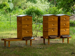 Bee hives. Wooden hives. Bees and beehive.