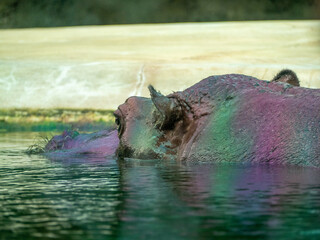 Hippopotamus. hippopotamus in the water.