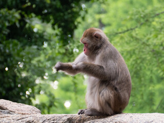 The monkey is sitting on a rock.