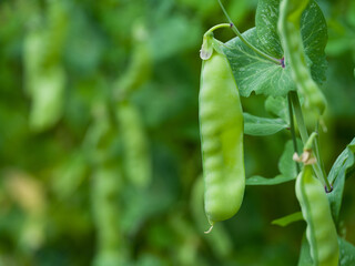 Green pea vegetables in the garden. Close-up of fresh peas and pea pods. Organic and vegan food. Selective focus shot of pea plants in the garden. - obrazy, fototapety, plakaty