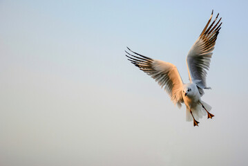 flying birds in flight