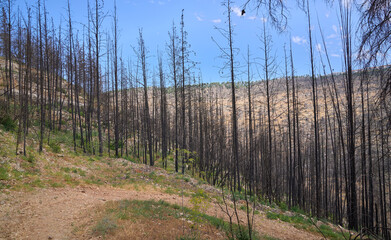 Black burnt tree trunks on the slopes of the Jerusalem mountains. View on the Jerusalem forest after wildfire. Ecological catastrophe. Forest fire. 