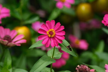 Obraz premium A variety of flowers in macro view.