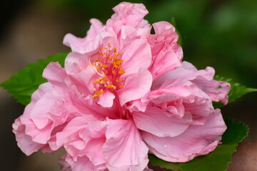 Fototapeta premium A variety of flowers in macro view.