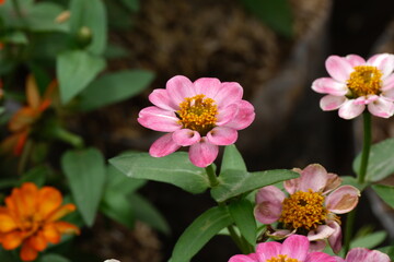A variety of flowers in macro view.