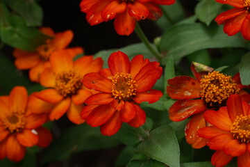 A variety of flowers in macro view.