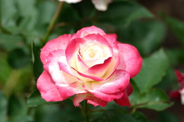A variety of flowers in macro view.
