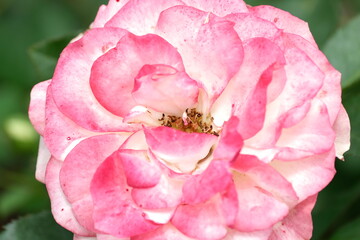 A variety of flowers in macro view.