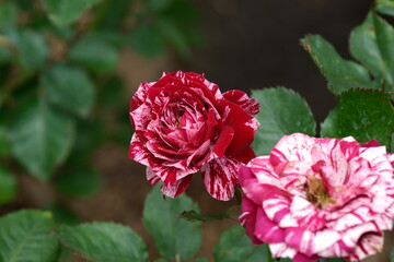 A variety of flowers in macro view.
