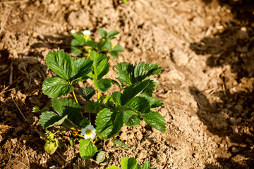 green strawberries on a warm farm day. Harvesting..