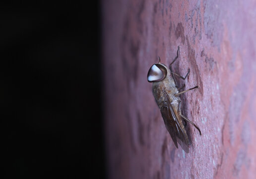 Horse Fly tabanus melanocerus beside the jar ,macro insects