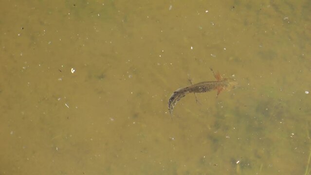 Young newt (triton)