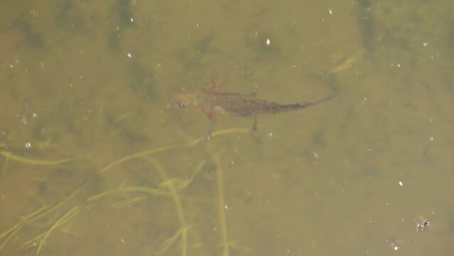 Young newt (Italy)