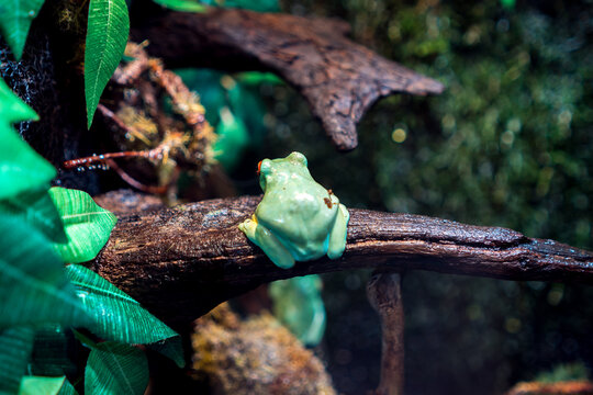 Green Tree Frog Sitting On A Branch