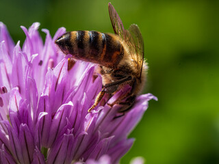 Busy Honey Bee sit on chives blossom with a violet color
