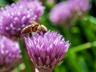 Busy Honey Bee sit on chives blossom with a violet color