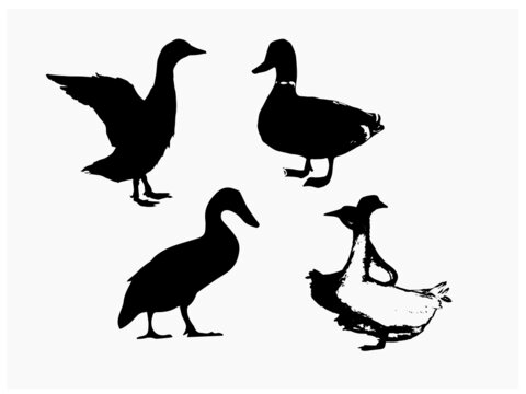 Set Of Ducks Silhouettes Stock Illustration of duck collection vector for Free EPS