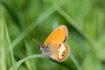 Motyl strzępotek perełkowiec na tle łąki