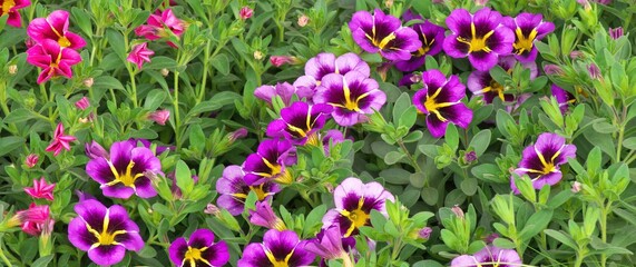 Панорамный цветочный фон. Крупный план. Выборочная резкость.