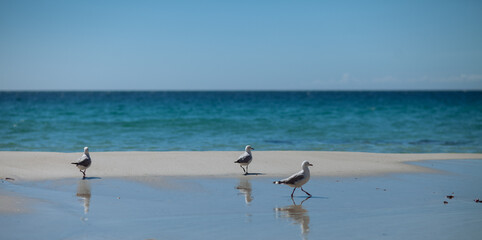 seagulls on the beach