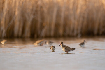 Common redshank - Tringa totanus in the lake