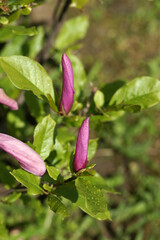Obraz na płótnie Canvas Pink bright magnolia in the garden