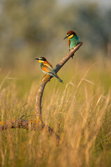 European bee-eater merops apiaster colorful beautiful bird