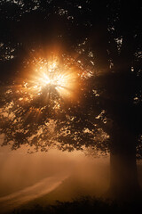 Sunrise in the mist through the trees in London's Royal Parks