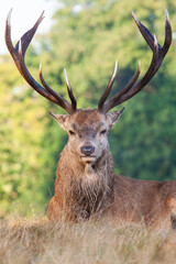 Red deer stags roaring and fighting in the woodlands of London, UK