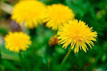 Meadow field with fresh grass and yellow dandelion flowers in nature