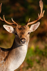 Fallow deer stag during the annual rut in London, UK